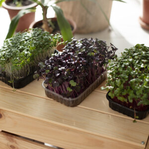 Monthly Wellness Plans